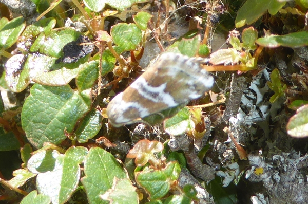 Eublemma elychrysi, Erebidae